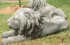 Pair superb laying lions